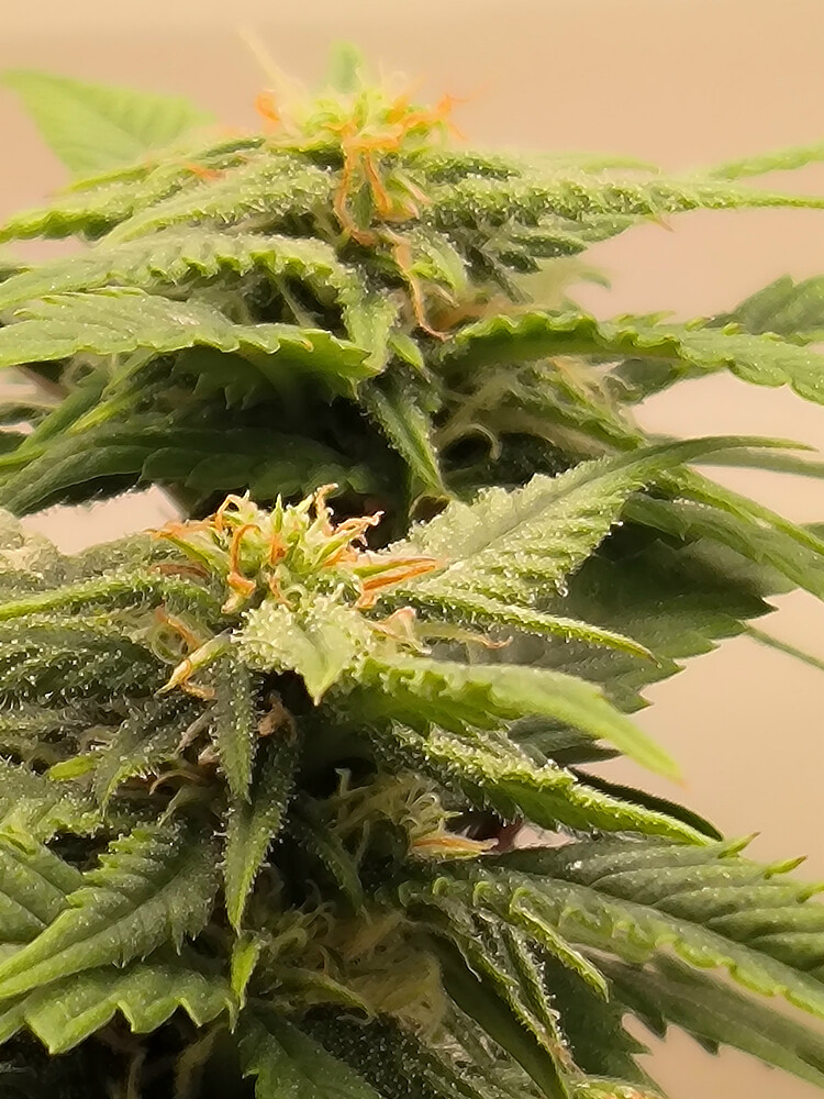 Growreport Bild 10