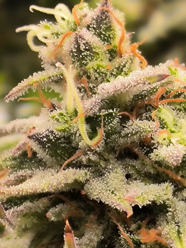 Nahaufnahme eines Cannabis-Buds mit vielen Trichomen und orangefarbenen Stempeln.