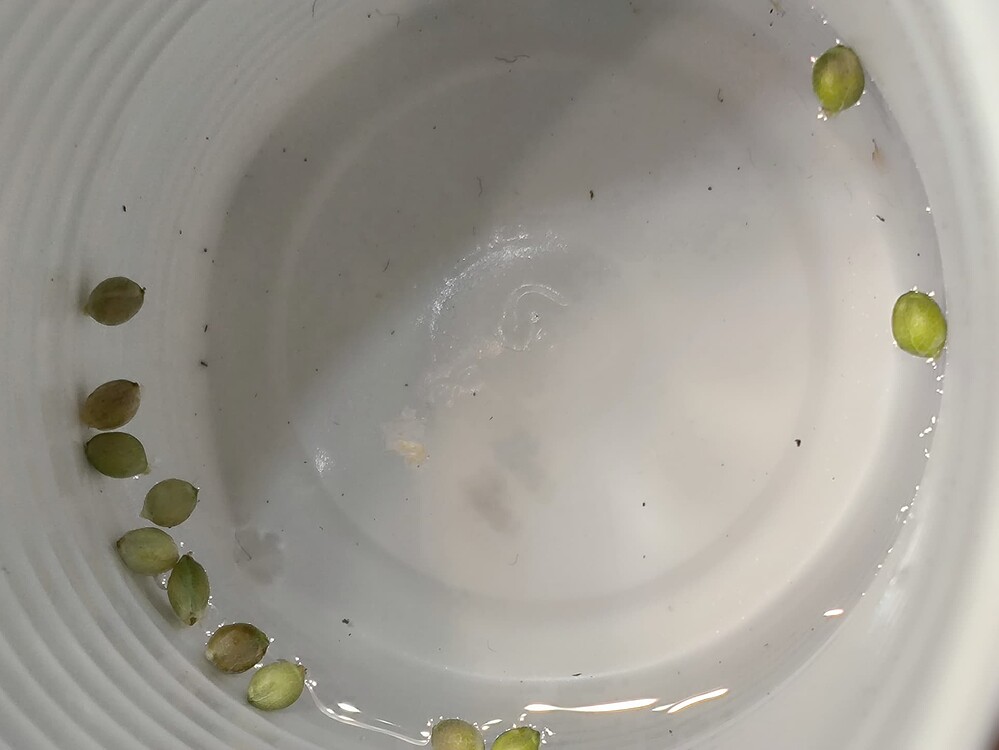 Growreport Bild 2