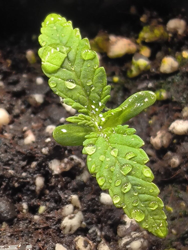 Growreport Bild 17