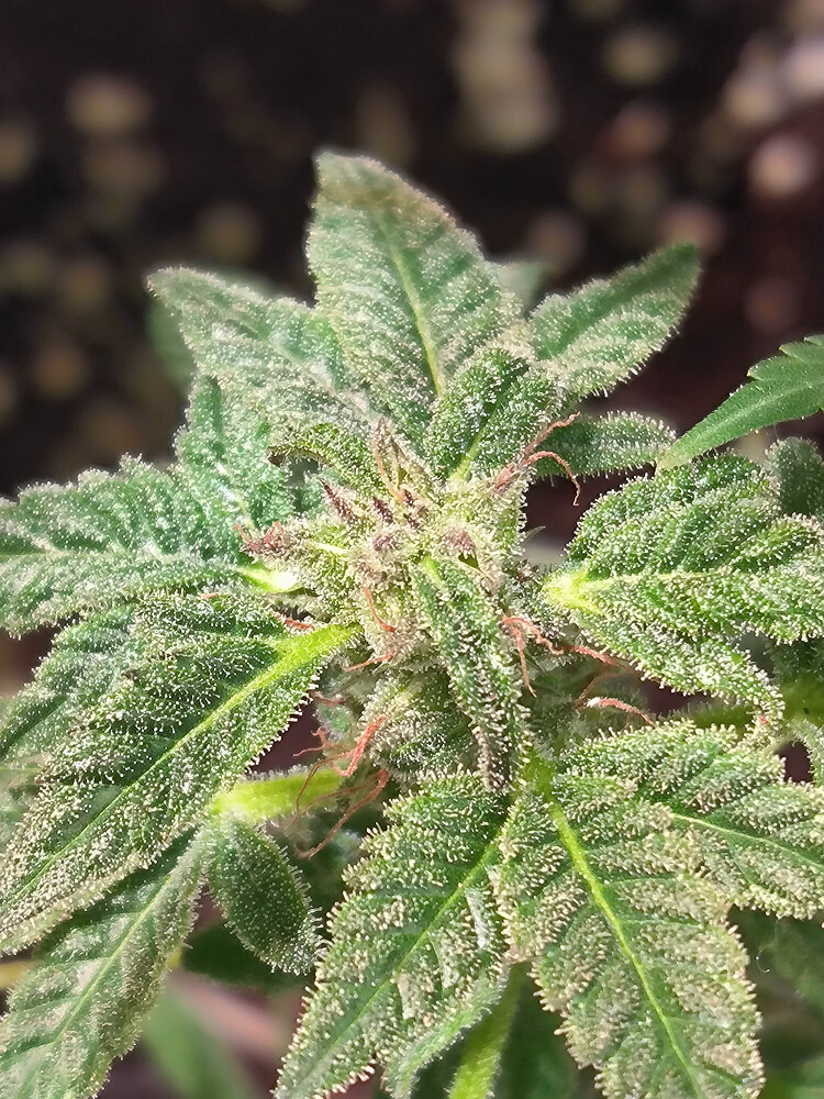 Growreport Bild 1