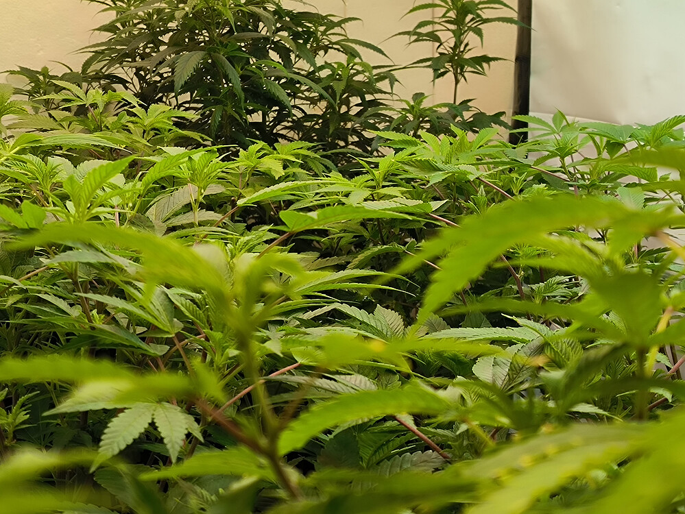 Growreport Bild 4