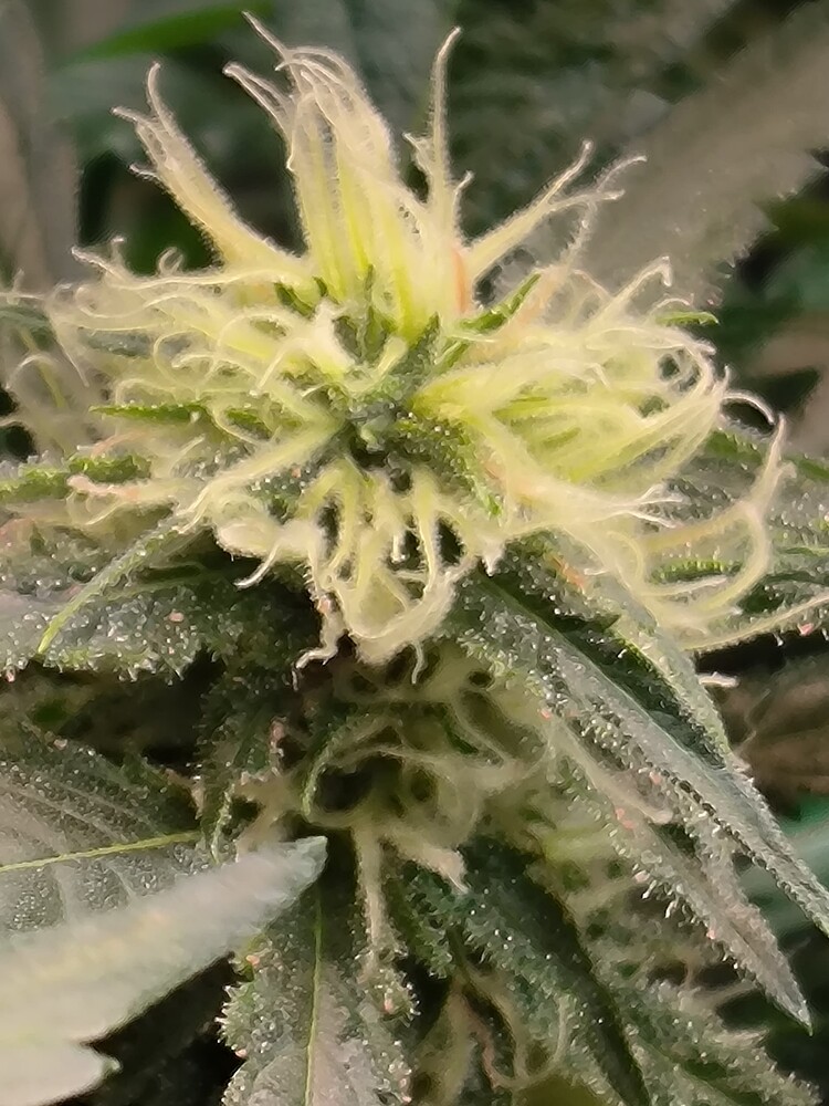 Cannabis-Pflanze im Growreport