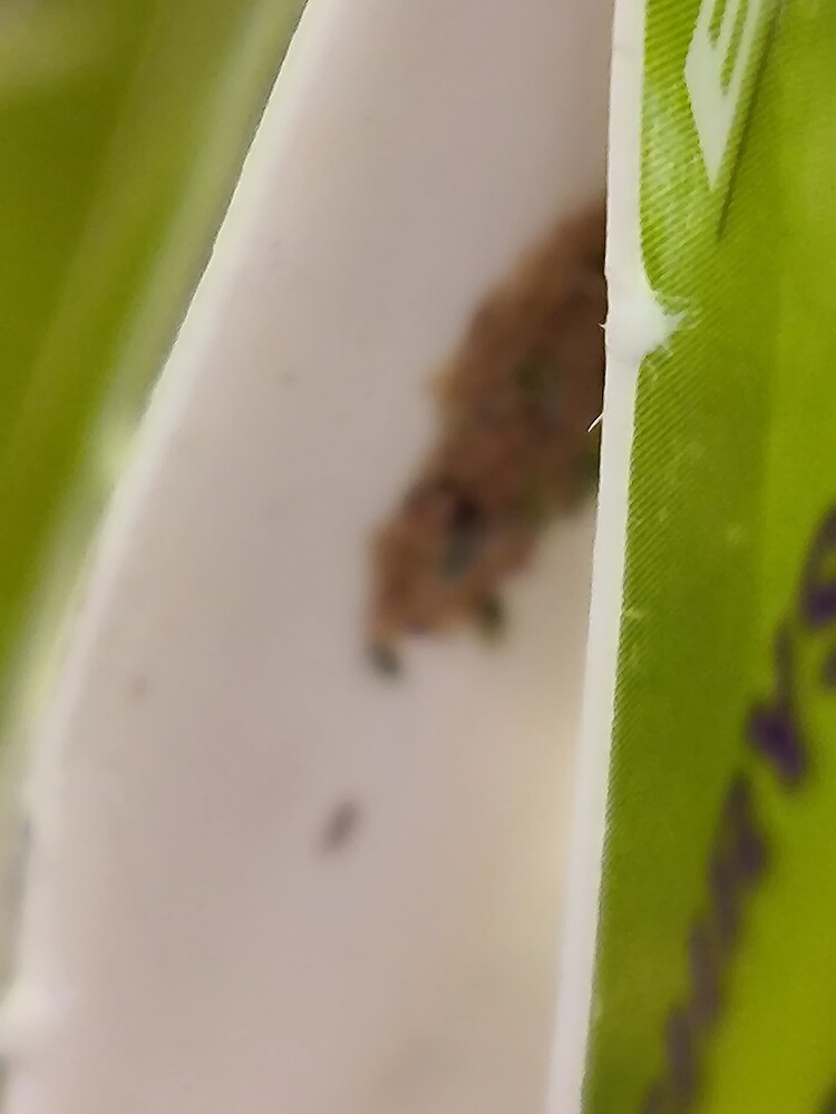 Nahaufnahme eines kleinen Insekts auf einer weißen Oberfläche, mit unscharfem grünen Hintergrund.