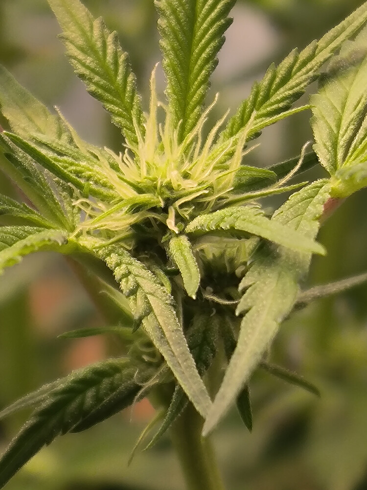 Growreport Bild 2