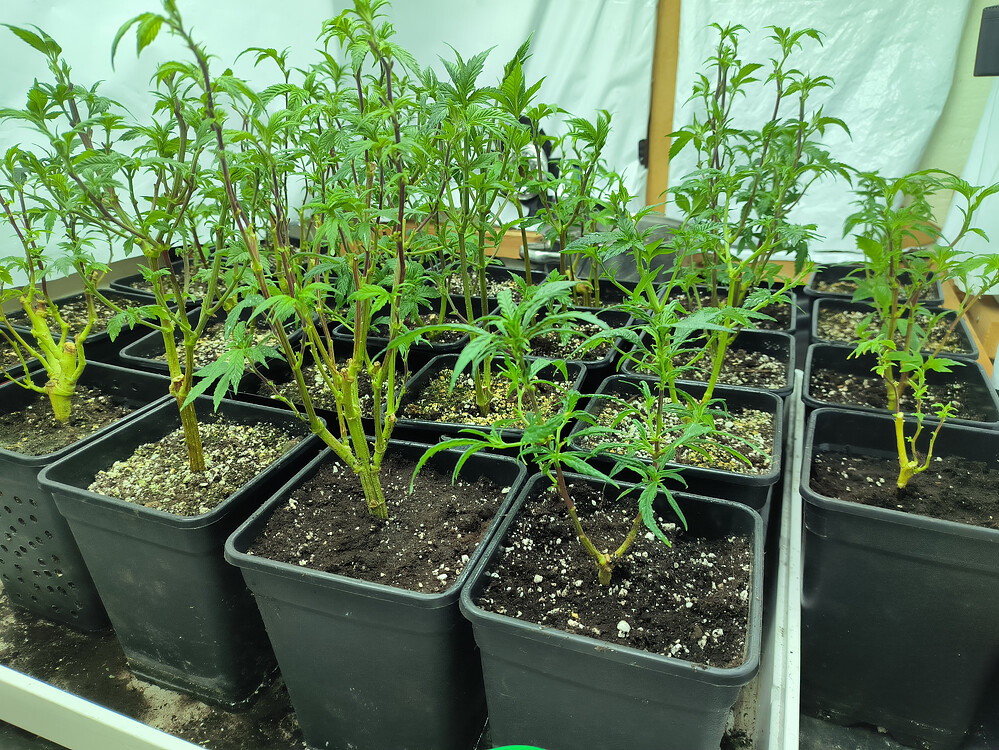 Growreport Bild 9
