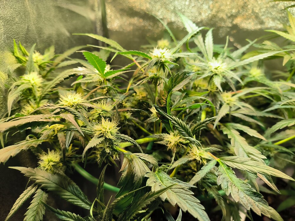 Growreport Bild 2