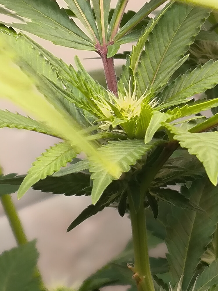 Growreport Bild 9