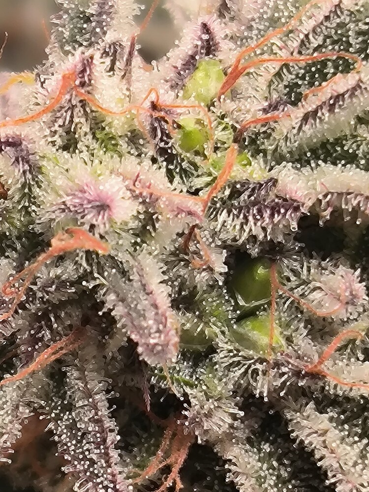 Nahaufnahme eines Cannabis-Buds mit vielen Trichomen und einigen Samenanlagen.