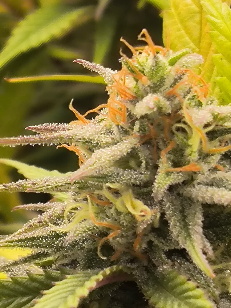 Nahaufnahme eines Cannabis-Buds mit vielen Trichomen und orangefarbenen Stempeln.