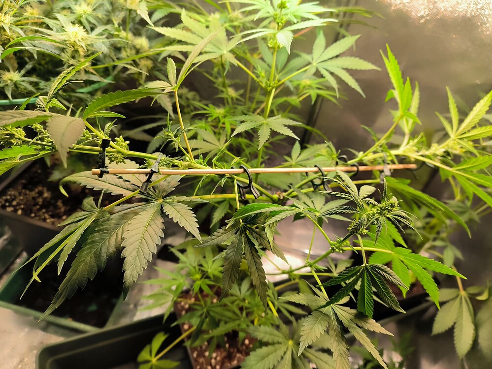 Growreport Bild 5