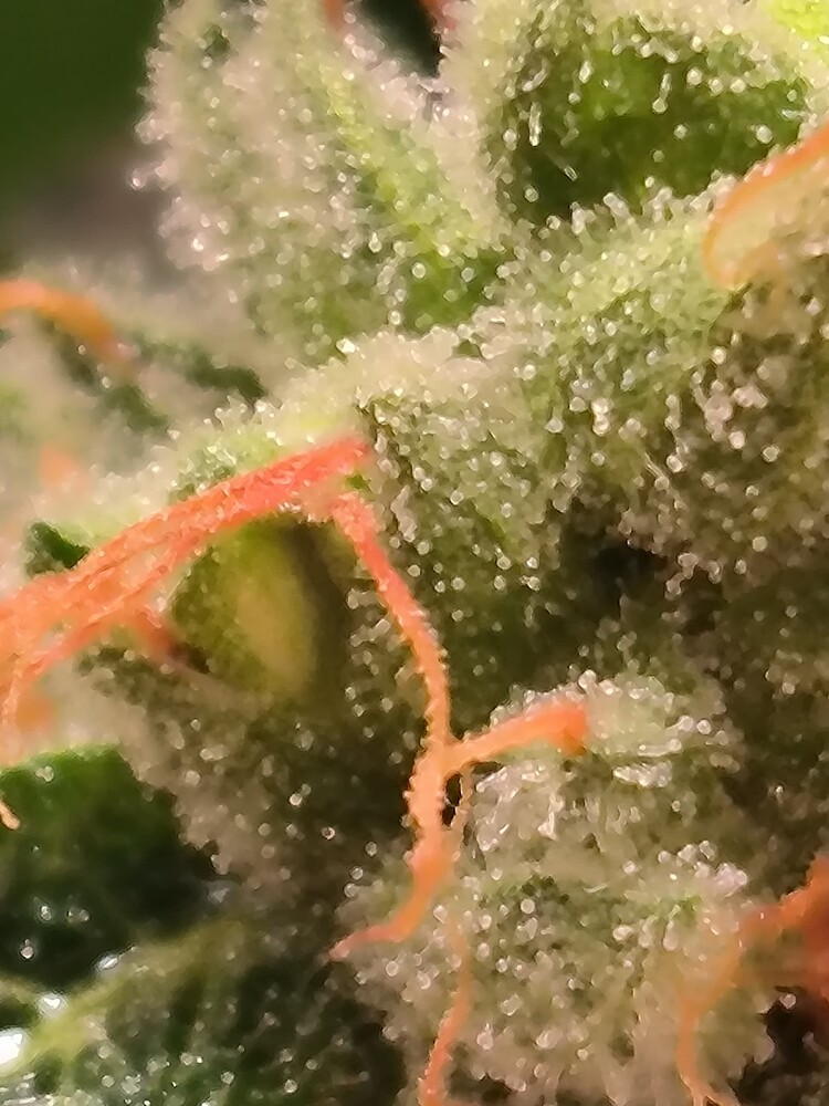 Nahaufnahme eines Cannabis-Buds mit vielen Trichomen und orangefarbenen Blütenstempeln.
