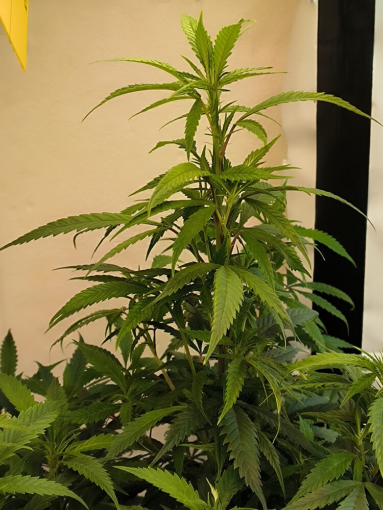 Growreport Bild 7