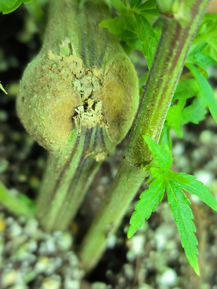 Growreport Bild 3