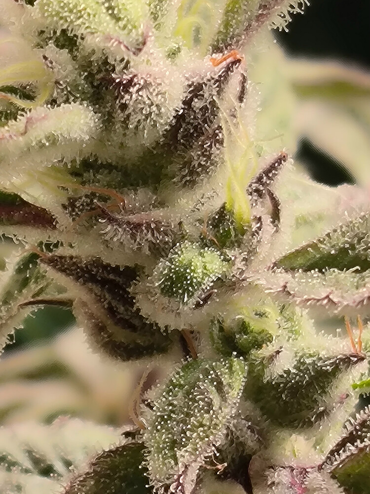Growreport Bild 4