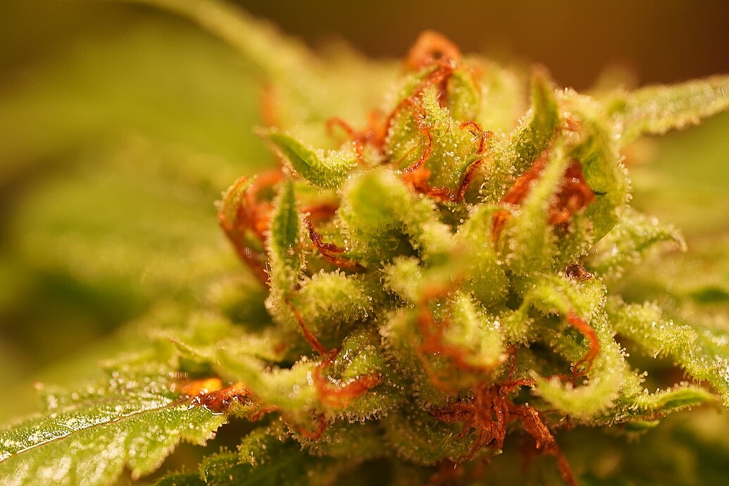 Growreport Bild 3