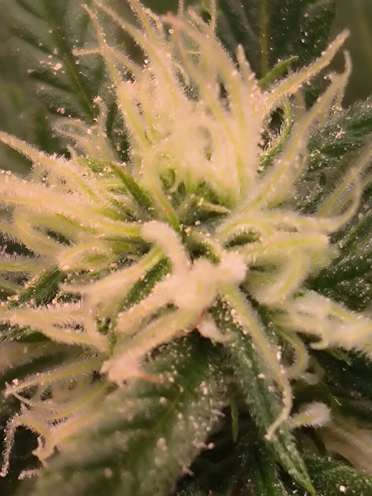 Growreport Bild 4