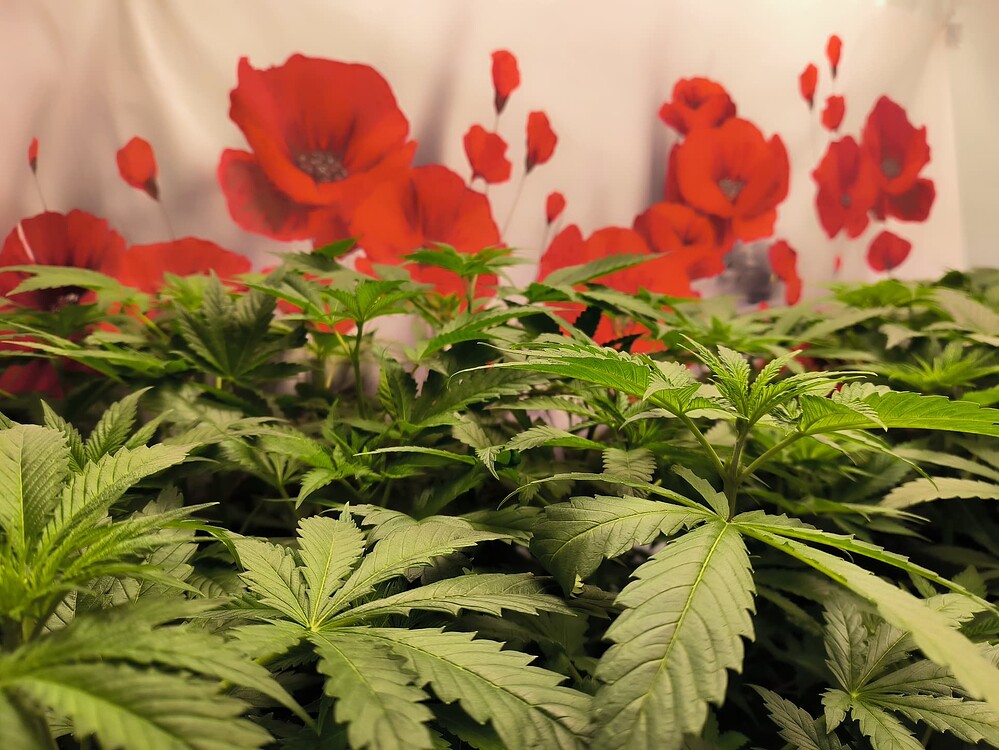 Mehrere junge Cannabis-Pflanzen in der Wachstumsphase, dicht beieinander stehend, mit grünen Blättern und sichtbaren Haupttrieben. Im Hintergrund ist eine weiße Wand mit roten Mohnblumen-Aufdrucken zu sehen.