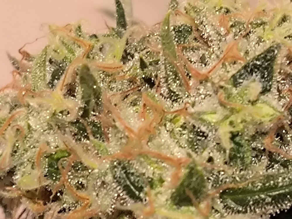 Nahaufnahme eines Cannabis-Buds mit vielen Trichomen und einigen orangefarbenen Stempeln.