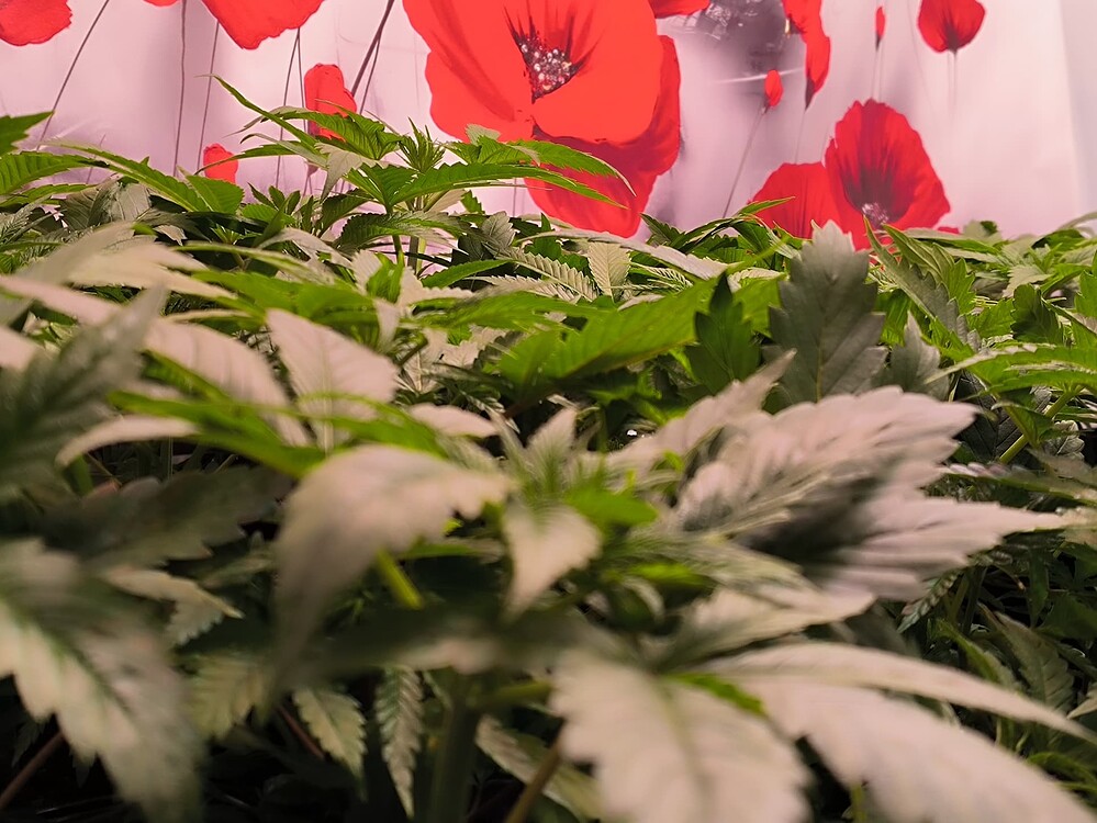 Mehrere Cannabis-Pflanzen im Wuchsstadium, dicht beieinander stehend, mit grünen Blättern und einigen helleren, fast weißen Blättern im Vordergrund. Im Hintergrund ist eine weiße Wand mit roten Mohnblumen-Aufdrucken zu sehen.