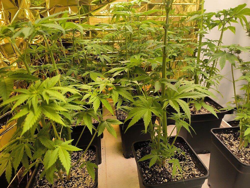 Mehrere junge Cannabis-Pflanzen in schwarzen Töpfen stehen dicht beieinander in einer Growbox mit reflektierender Folie im Hintergrund.