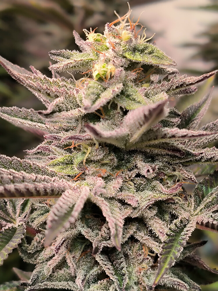 Growreport Bild 13