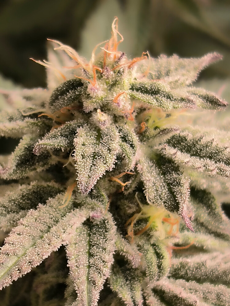 Growreport Bild 11