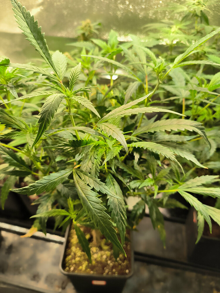 Growreport Bild 1