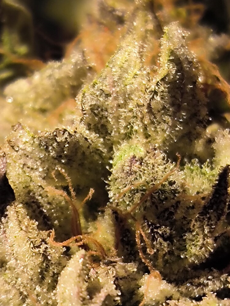 Makroaufnahme eines Cannabis-Buds mit vielen Trichomen und einigen braunen Stempeln.