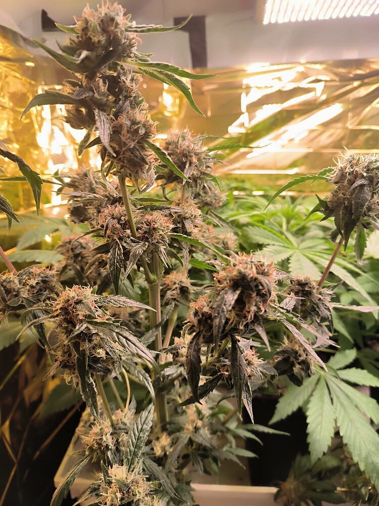 Growreport Bild 13