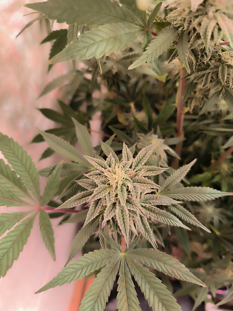 Growreport Bild 9