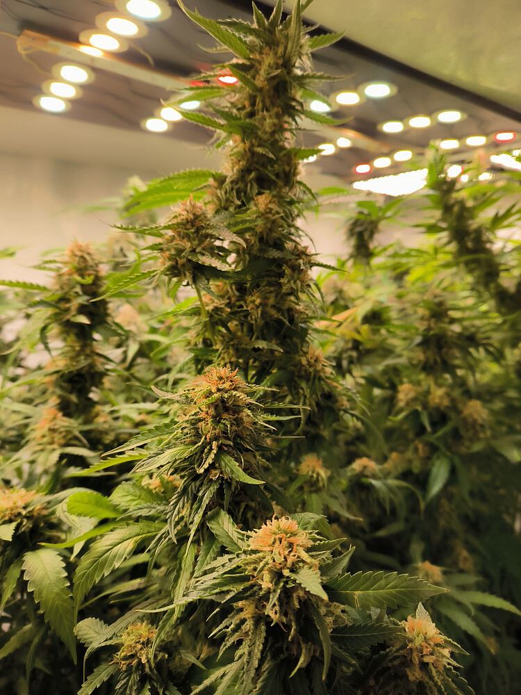 Growreport Bild 9