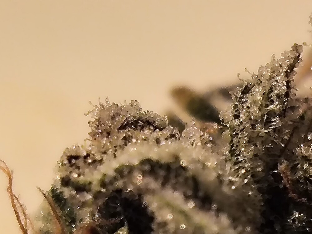Nahaufnahme eines Cannabis-Buds mit vielen Trichomen, die im Licht glitzern.