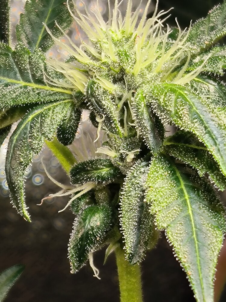 Growreport Bild 10