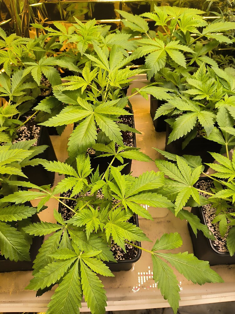 Mehrere junge Cannabis-Pflanzen in schwarzen Töpfen, die auf einem Regal stehen. Die Pflanzen sind grün und zeigen deutliche Blätter, was auf eine gesunde Wachstumsphase hindeutet.