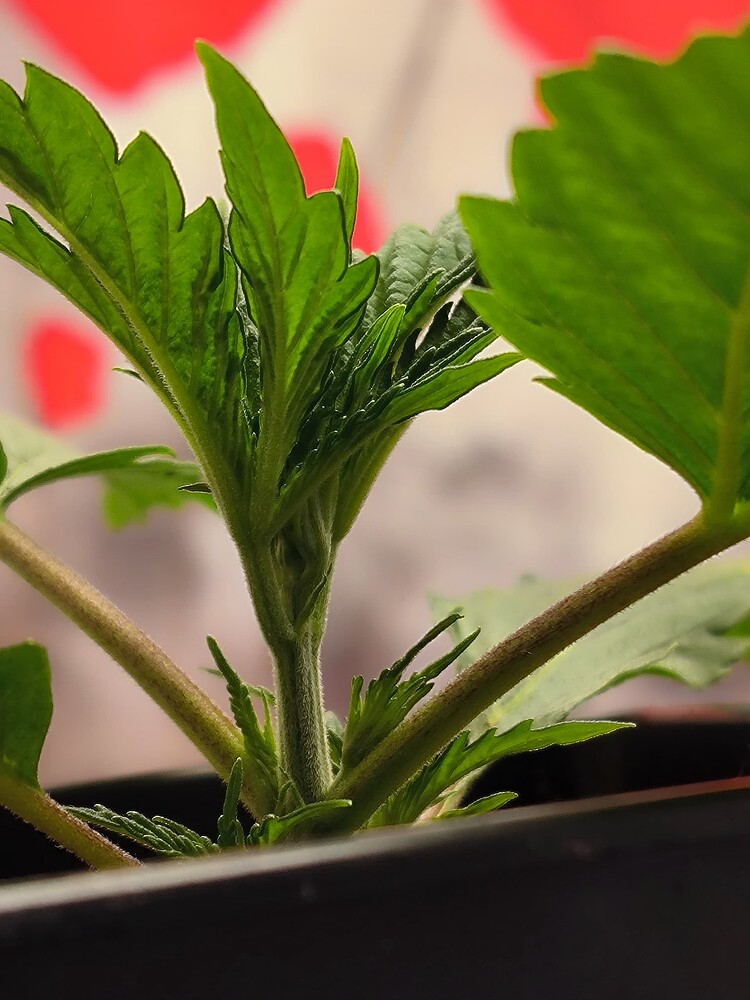 Nahaufnahme des Hauptstamms einer jungen Cannabispflanze mit neuen Blättern, die sich in der Wachstumsphase bilden.