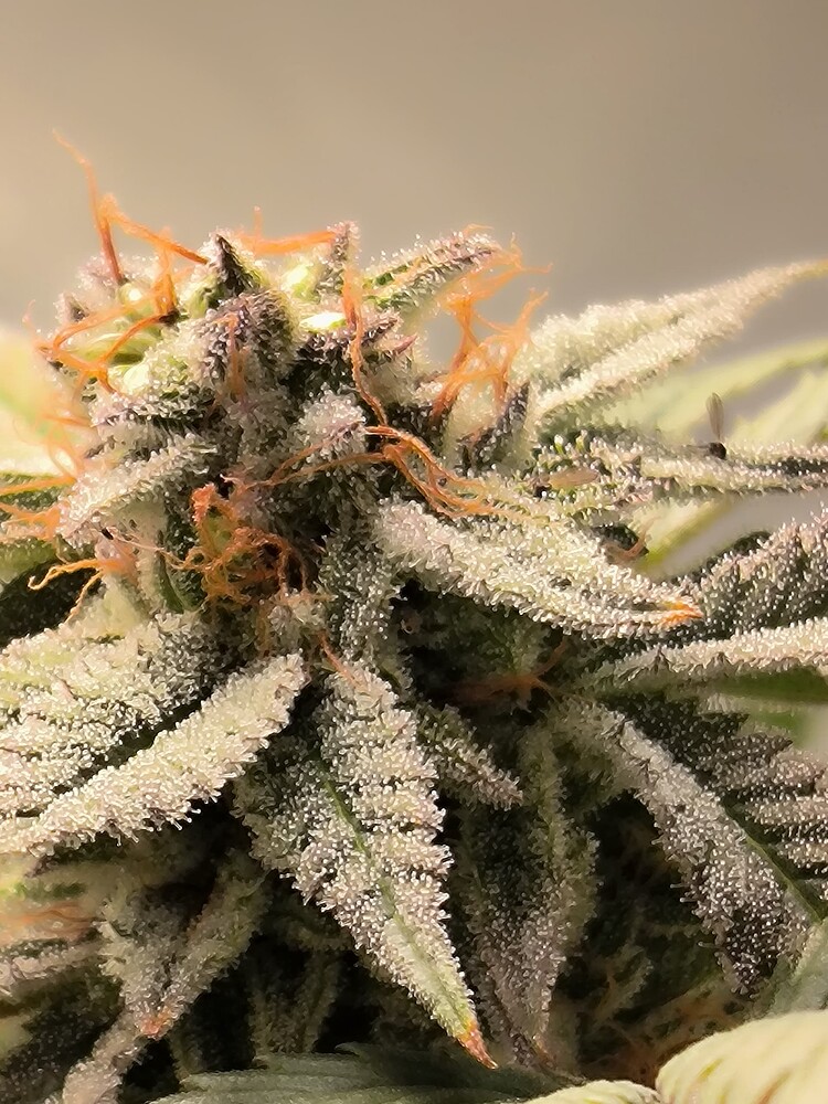 Nahaufnahme eines Cannabis-Buds mit vielen Trichomen und orangefarbenen Stempeln.