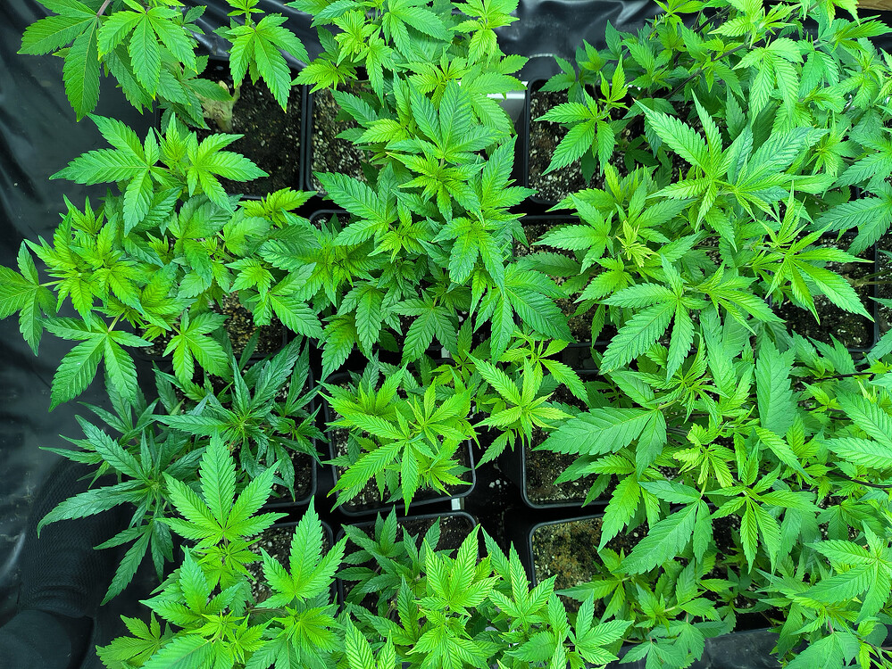 Growreport Bild 5