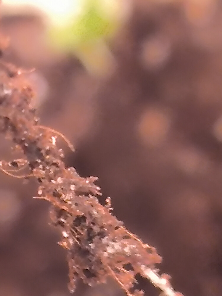 Growreport Bild 5