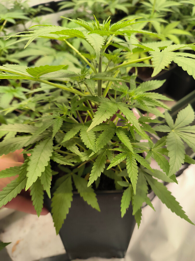 Growreport Bild 26