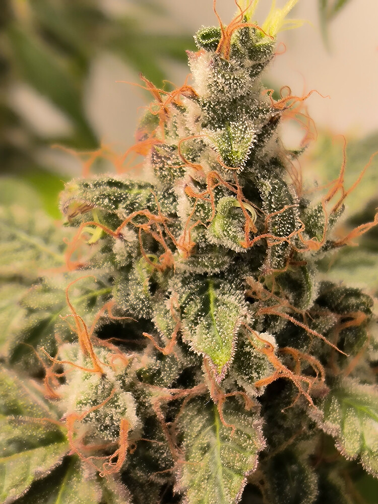 Growreport Bild 45