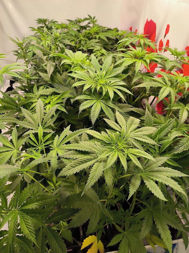 Mehrere junge Cannabis-Pflanzen in der Wachstumsphase, dicht beieinander stehend. Die Blätter sind breit und tiefgrün, einige zeigen leichte Vergilbung am Rand. Im Hintergrund ist eine weiße Wand mit roten Handabdrücken zu sehen.