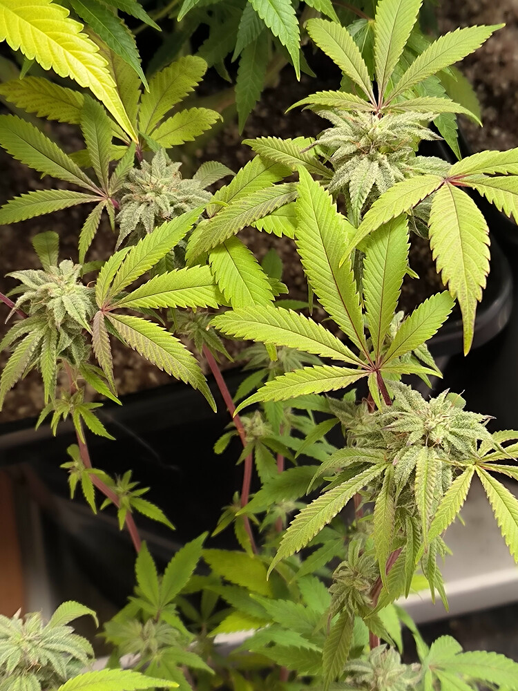 Growreport Bild 10