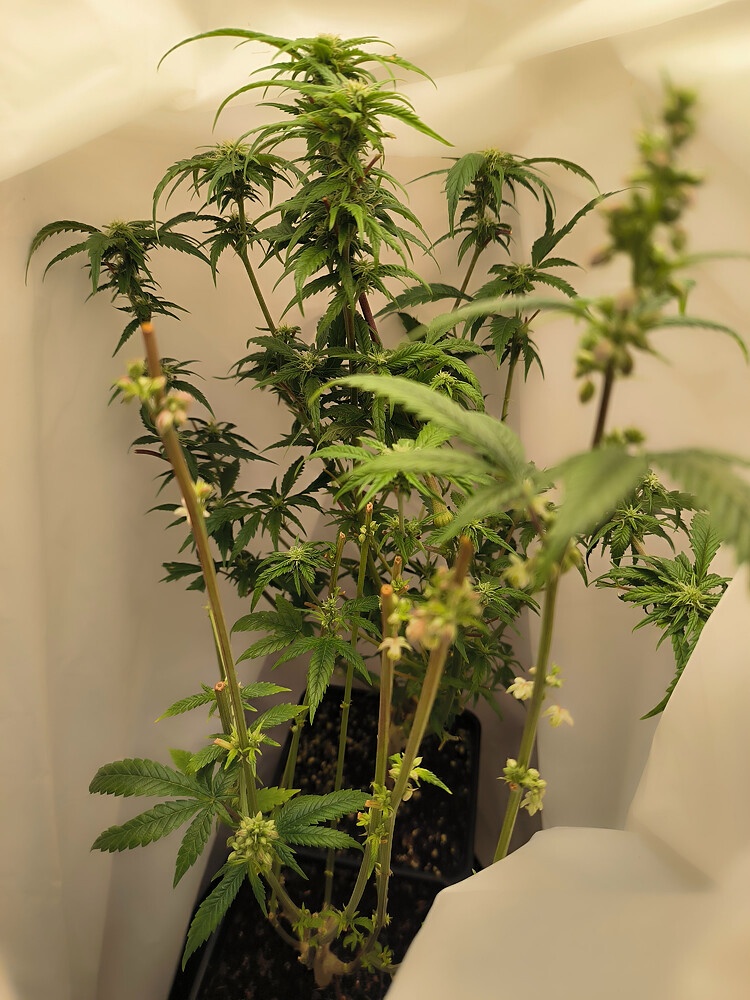 Growreport Bild 2