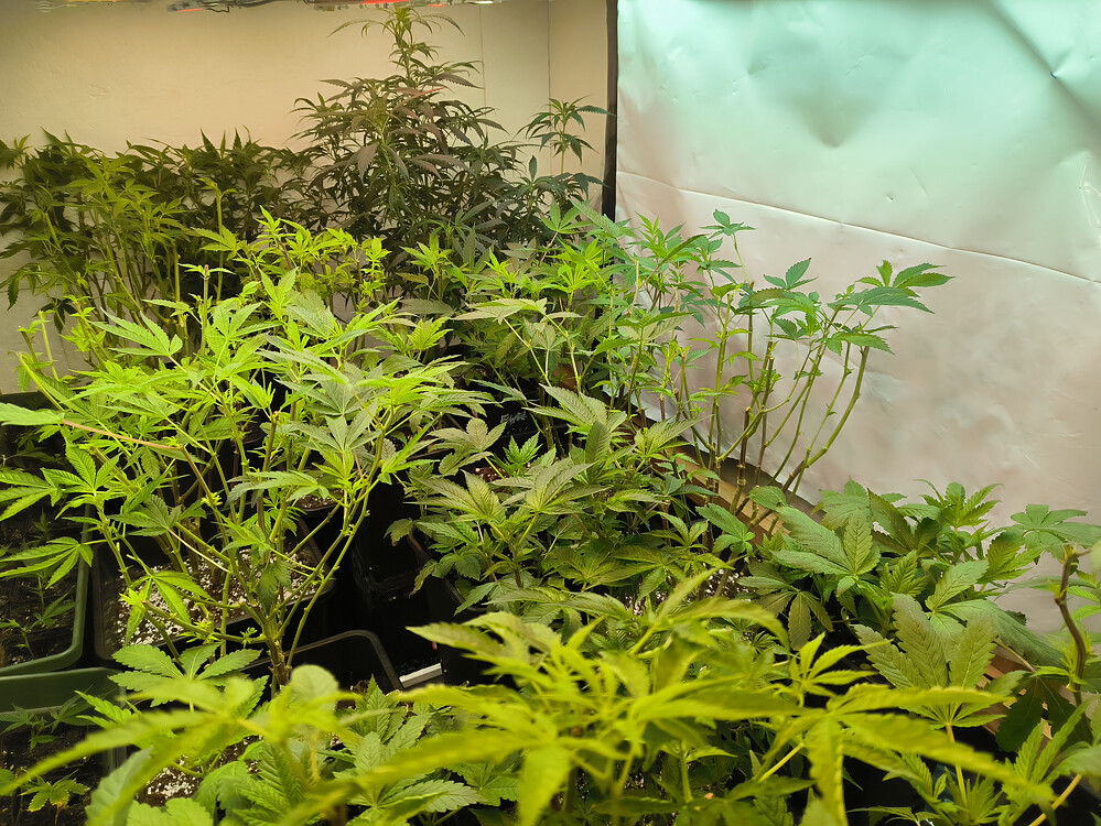Growreport Bild 1