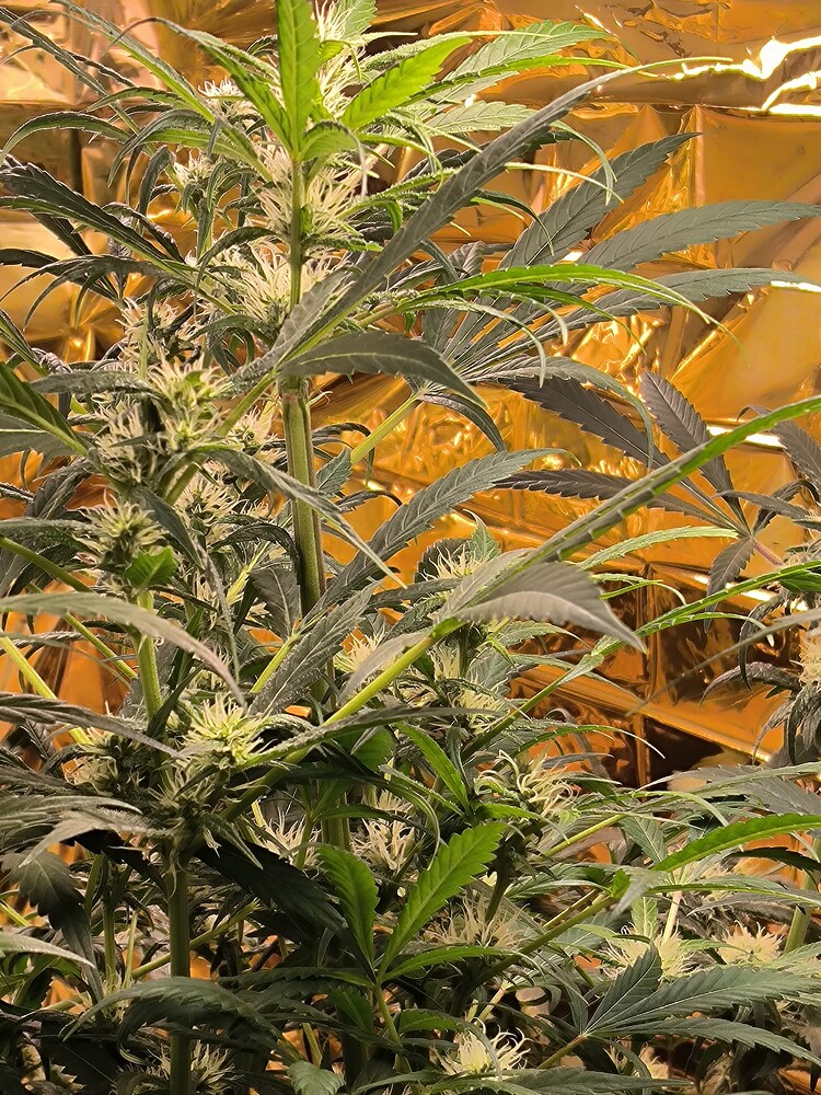 Eine blühende Cannabispflanze mit vielen weißen Blütenständen und dunklen Blättern vor einem goldenen Reflektor.