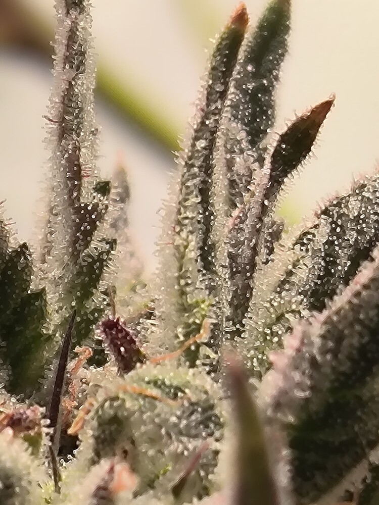 Nahaufnahme von Cannabis-Blüten mit vielen Trichomen und einigen Pistillen.