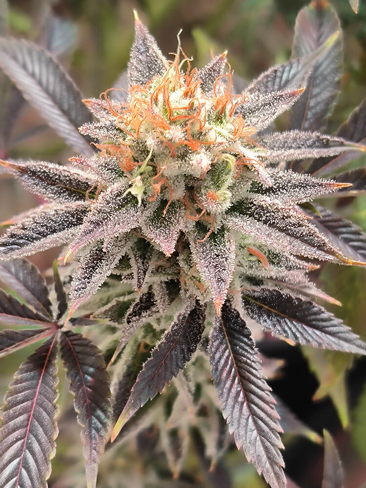 Growreport Bild 9
