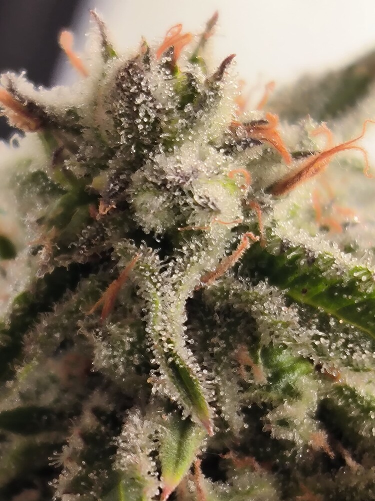 Growreport Bild 13