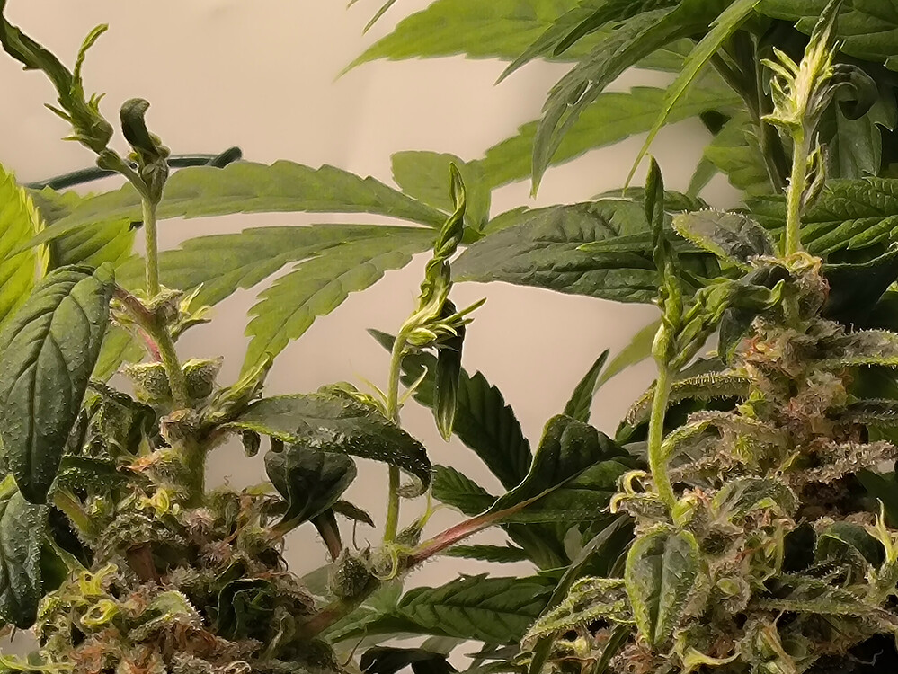 Growreport Bild 2